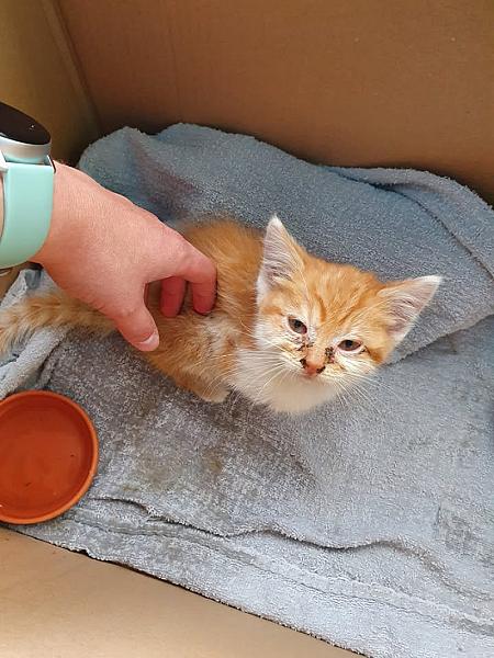 Kattenpraat