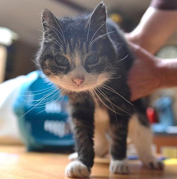 Kattenpraat