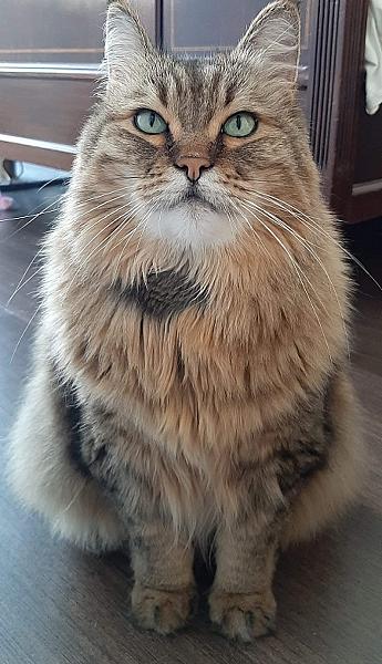 Kattenpraat