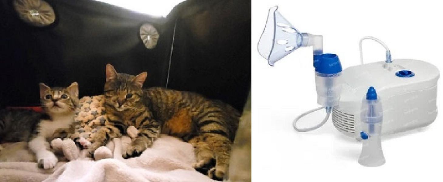 Kattenpraat