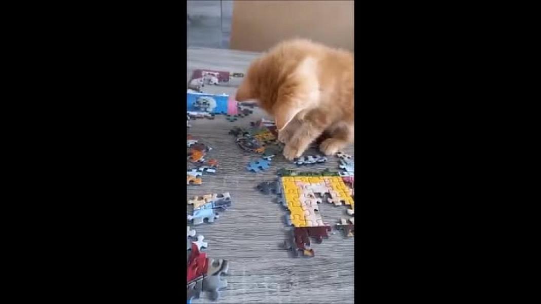 Kattenpraat