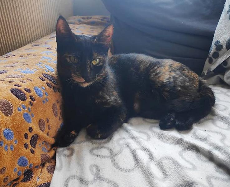 Kattenpraat