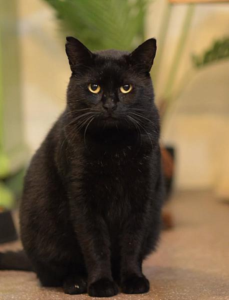 Kattenpraat
