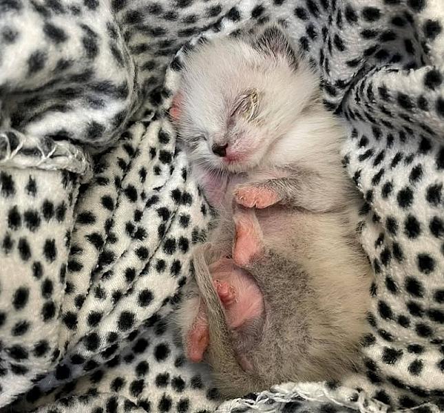 Kattenpraat