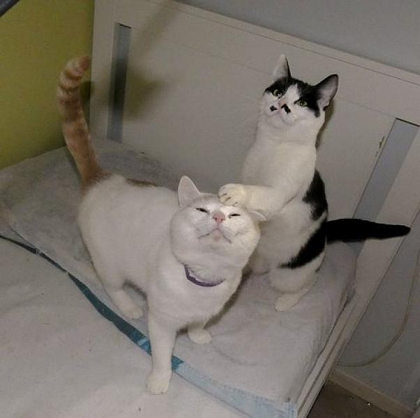 Kattenpraat