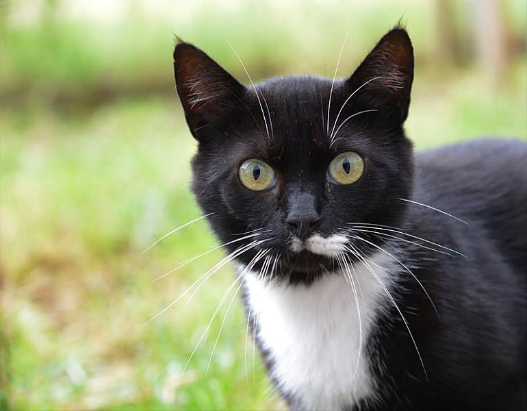 Kattenpraat