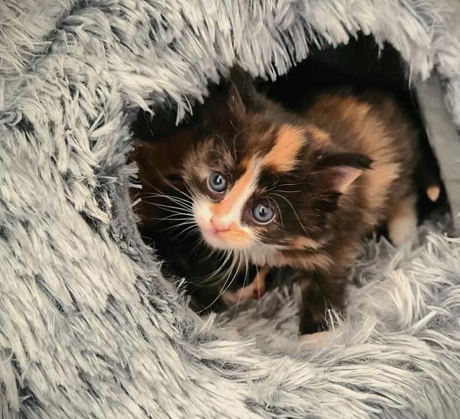 Kattenpraat