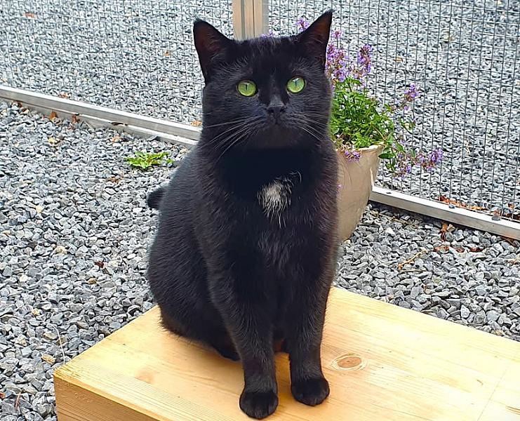 Kattenpraat