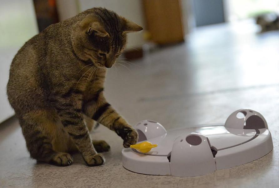Kattenpraat