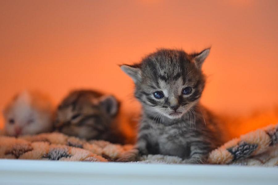 Kattenpraat