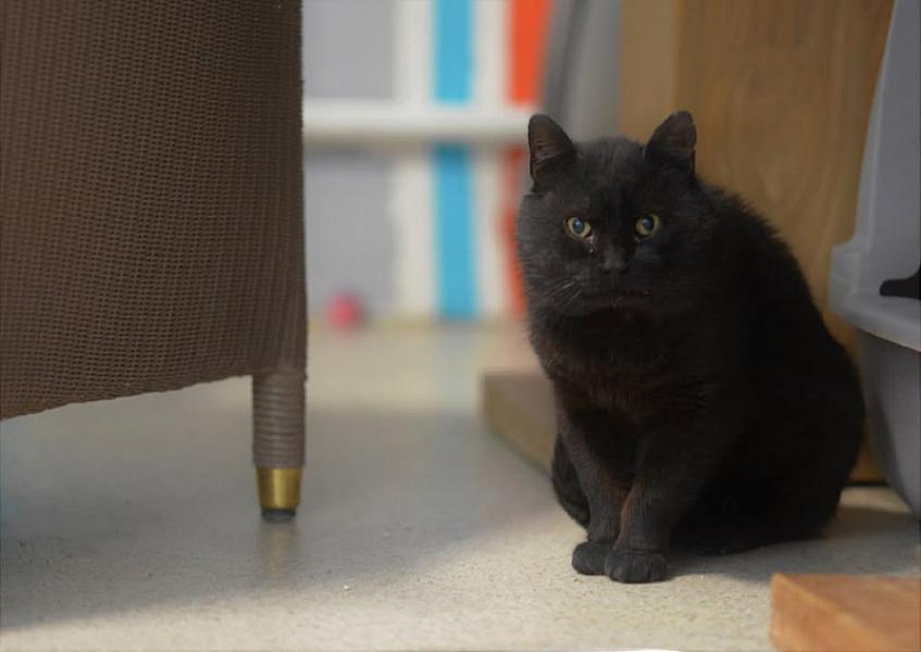 Kattenpraat