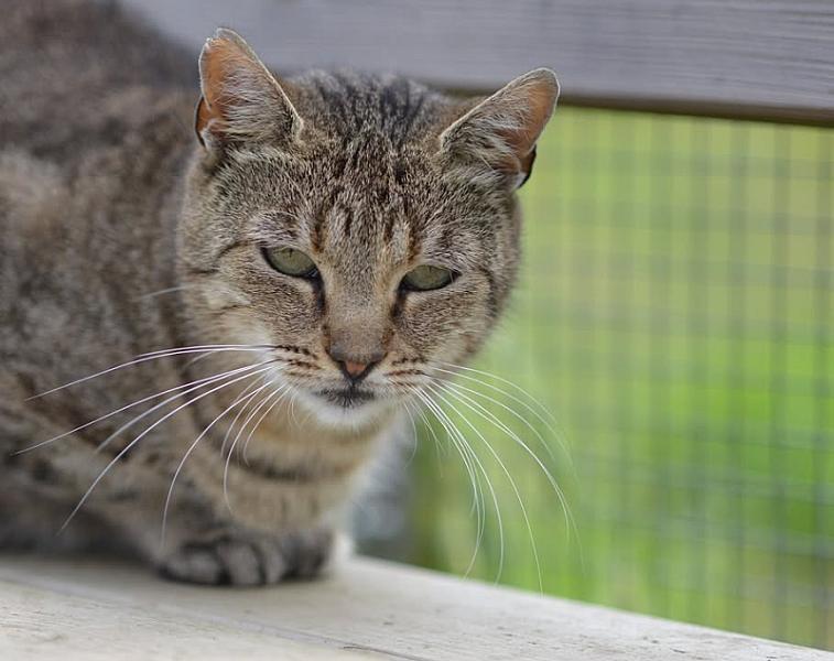 Kattenpraat
