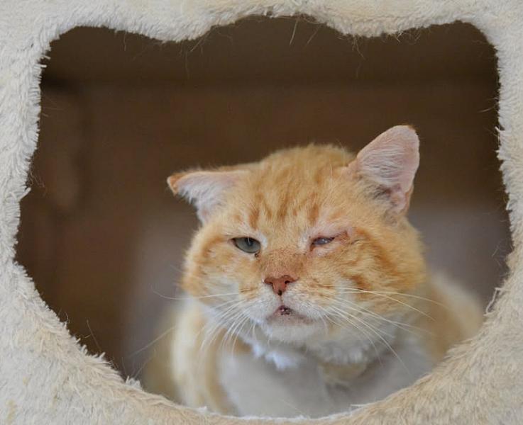 Kattenpraat
