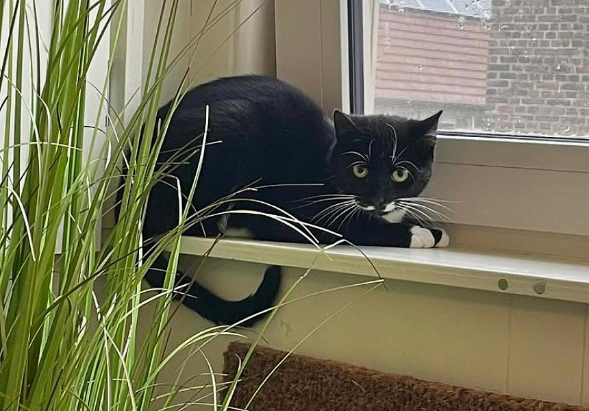 Kattenpraat
