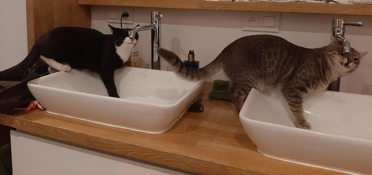 Kattenpraat