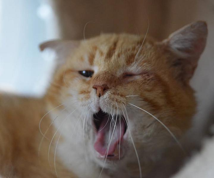 Kattenpraat