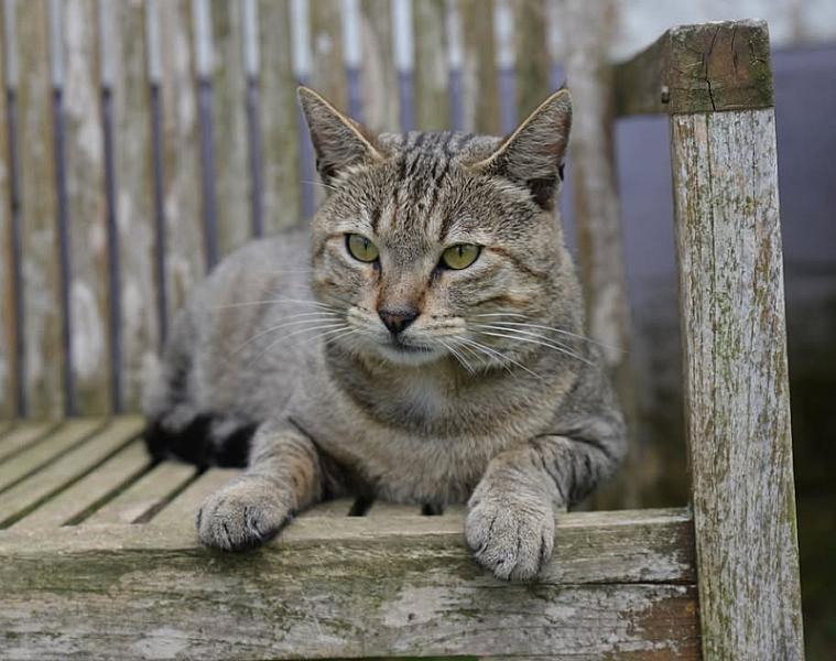 Kattenpraat