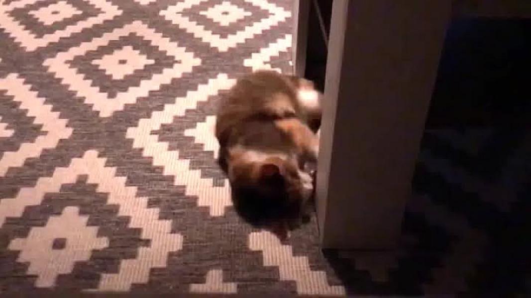 Kattenpraat