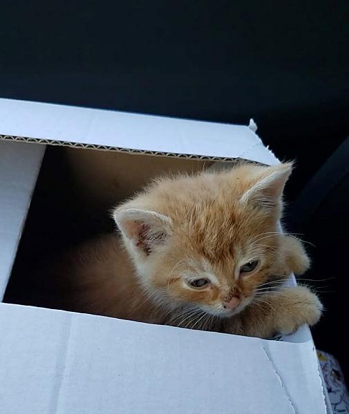Kattenpraat