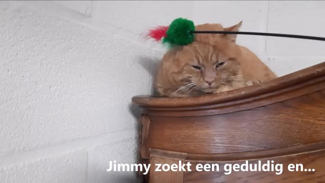 Kattenpraat