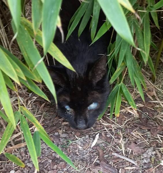 Kattenpraat