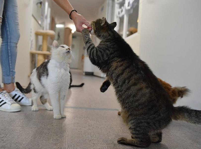 Kattenpraat