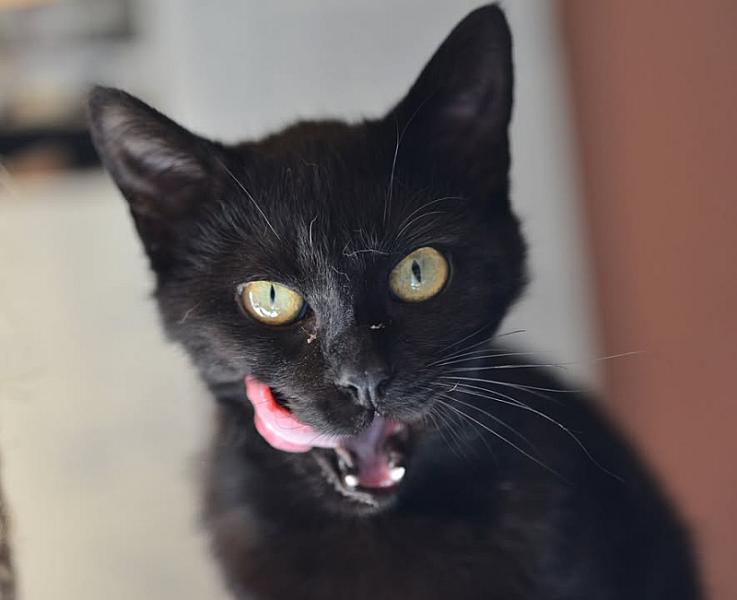 Kattenpraat