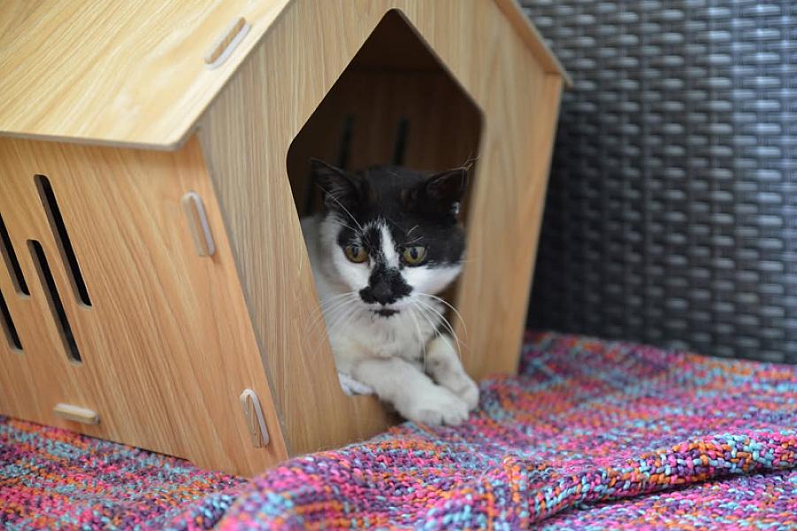 Kattenpraat
