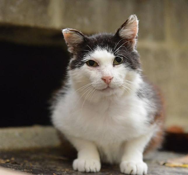 Kattenpraat