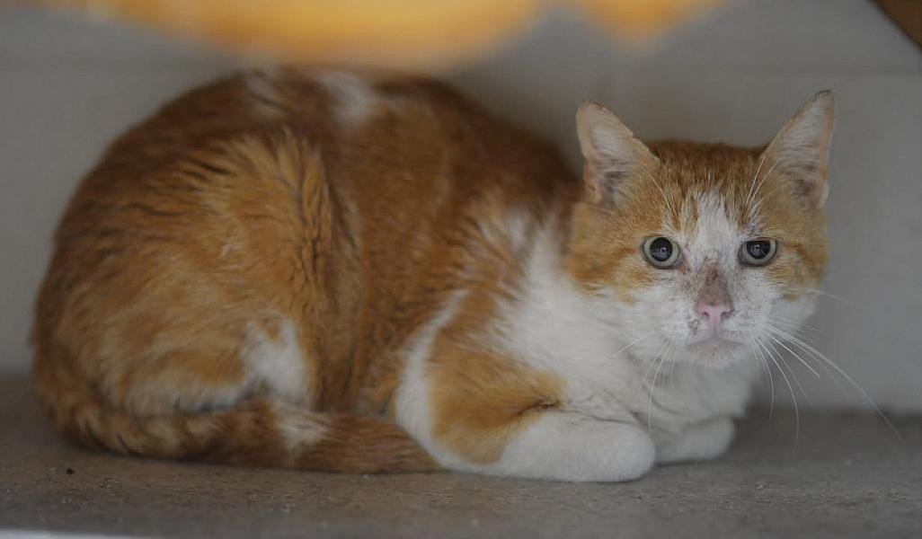 Kattenpraat