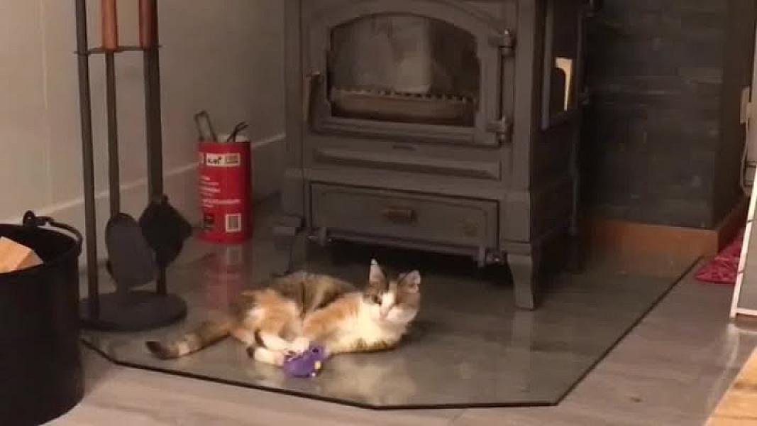Kattenpraat