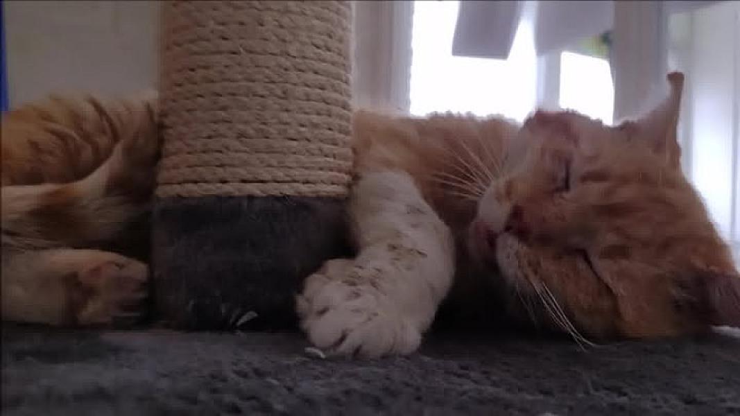 Kattenpraat