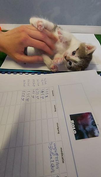 Kattenpraat