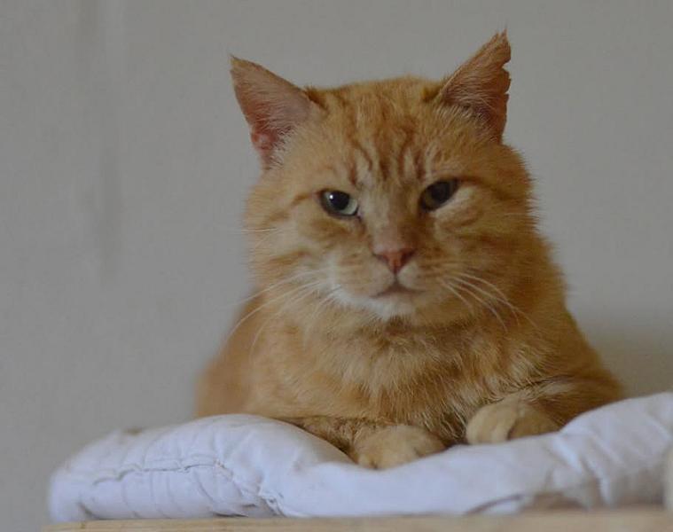 Kattenpraat