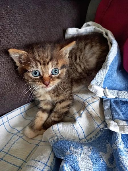 Kattenpraat