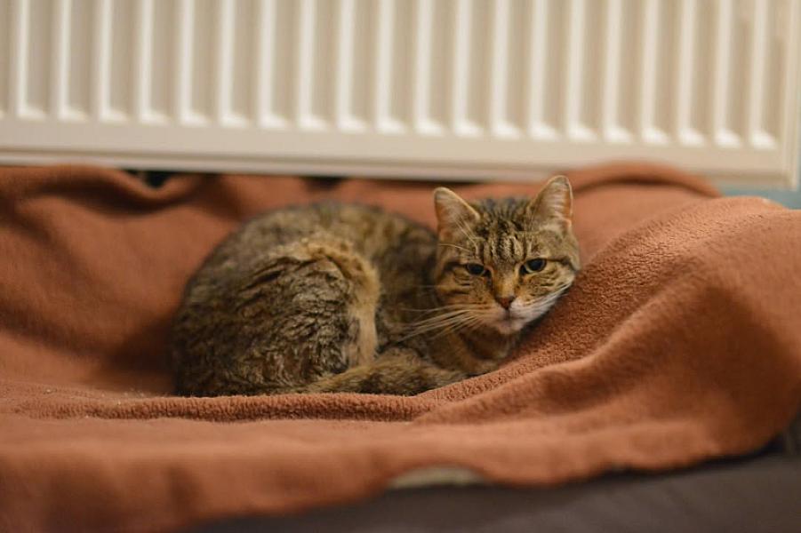 Kattenpraat