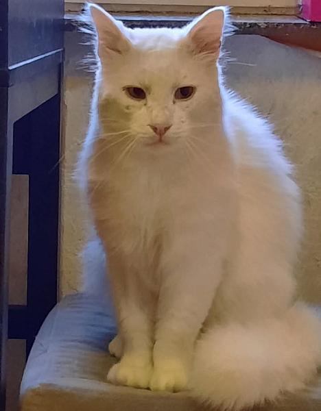 Kattenpraat
