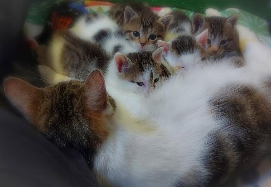 Kattenpraat