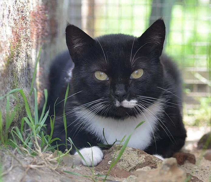 Kattenpraat