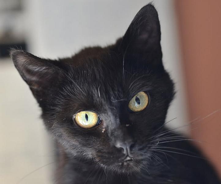 Kattenpraat