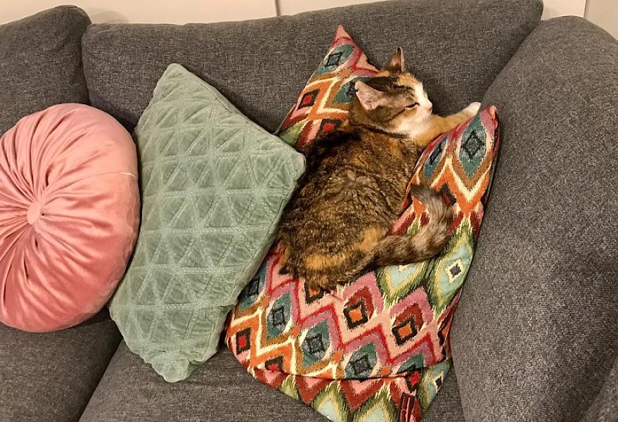 Kattenpraat
