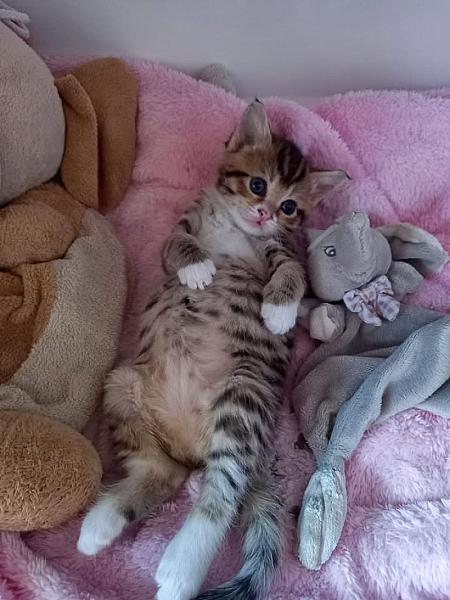 Kattenpraat