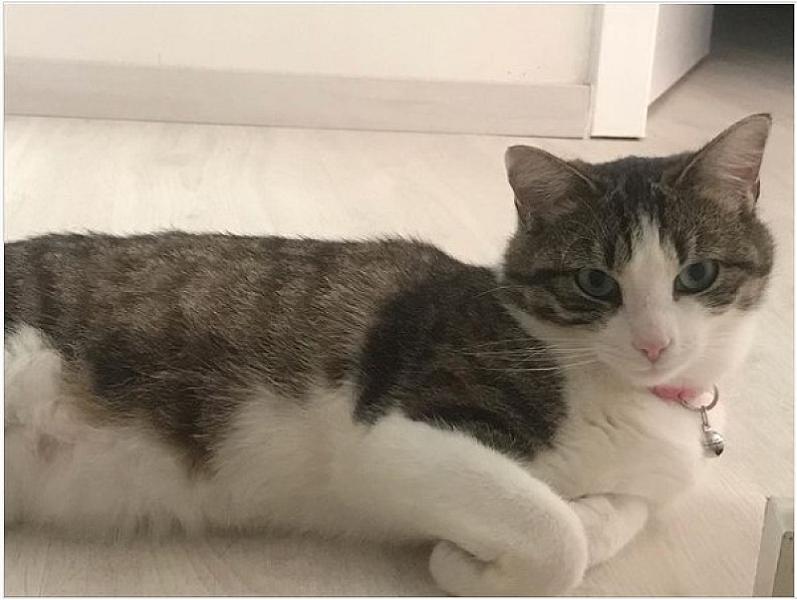 Kattenpraat