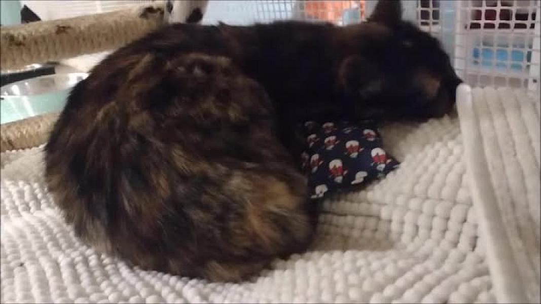 Kattenpraat