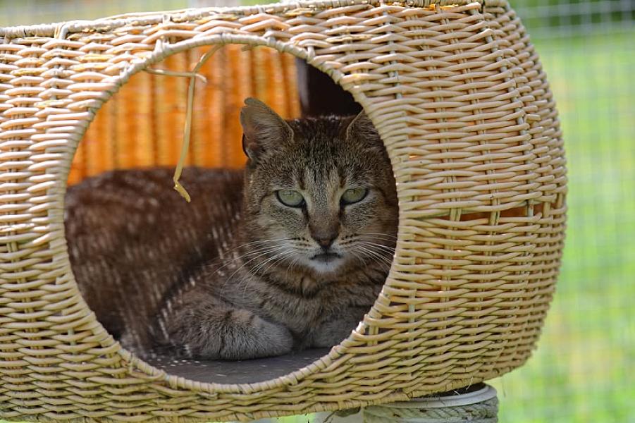 Kattenpraat