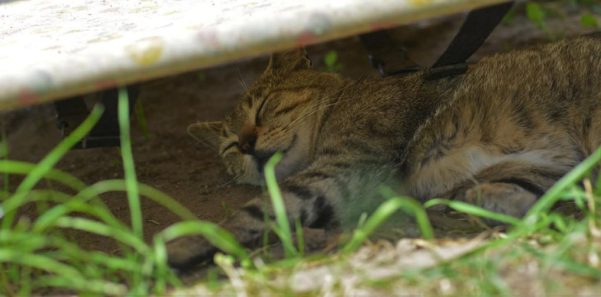 Kattenpraat
