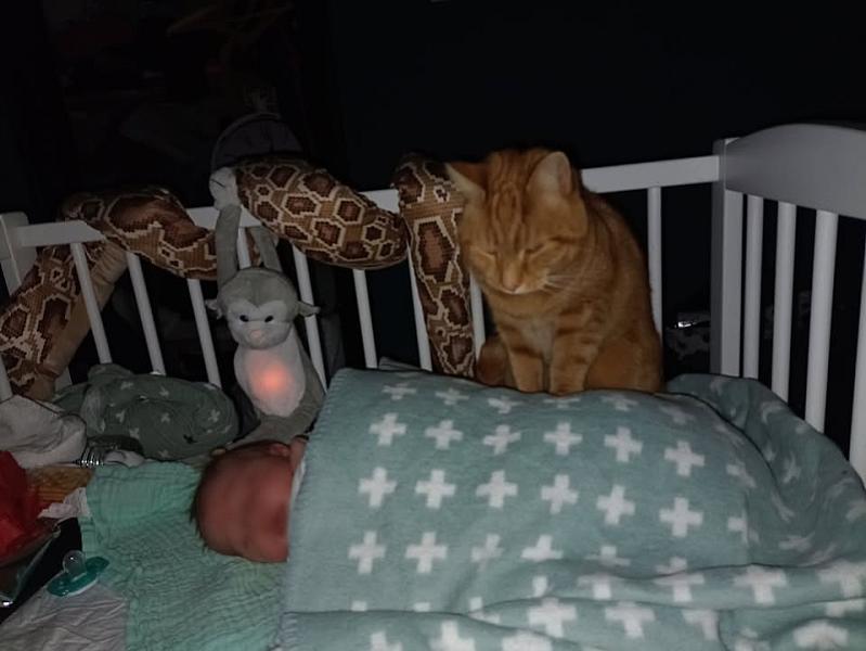 Kattenpraat