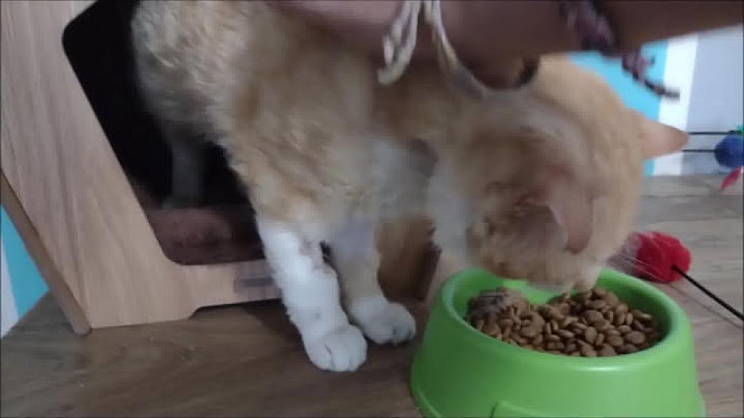 Kattenpraat
