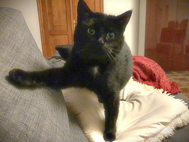 Kattenpraat
