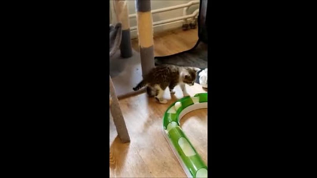 Kattenpraat